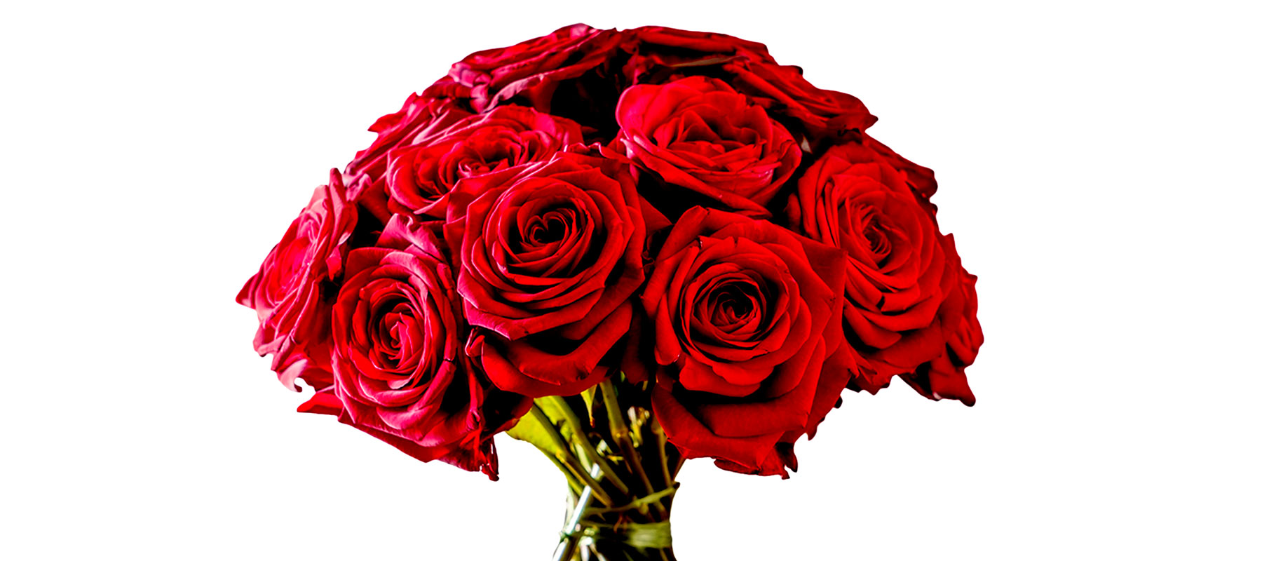 Roses Delivery Toronto Same Day