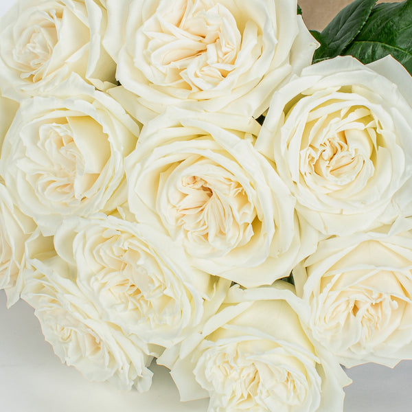 White Roses Toronto Same Day Delivery. Free over 100 MY BASKETS