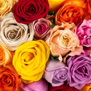 Stunning mixed colour roses from Ecuador